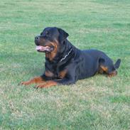 Rottweiler Nellemann's Exacum 