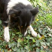 Collie langhåret Lukka