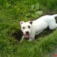 Blanding af racer Messy