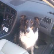 Collie langhåret Lukka