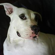 Blanding af racer Messy