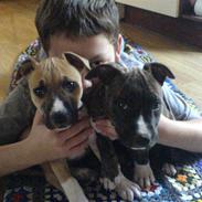 Amerikansk staffordshire terrier Ziggy