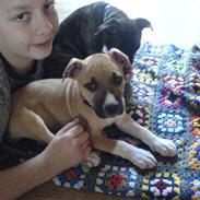 Amerikansk staffordshire terrier Ziggy