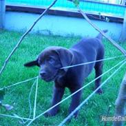 Labrador retriever Ice man (Ludvig)