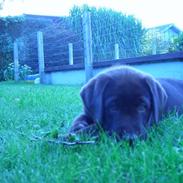 Labrador retriever Ice man (Ludvig)