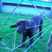 Labrador retriever Ice man (Ludvig)