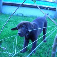 Labrador retriever Ice man (Ludvig)