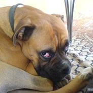 Boxer Susi<3