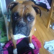 Boxer Susi<3