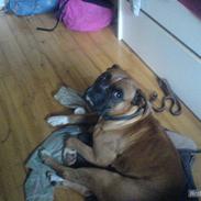 Boxer Susi<3