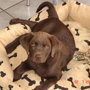 Labrador retriever Vanda