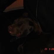 Labrador retriever Vanda