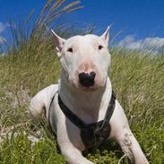 Bullterrier  Malou