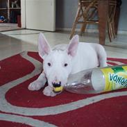 Bullterrier  Malou