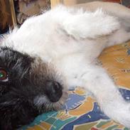 Blanding af racer Beauty