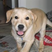 Labrador retriever Charlie