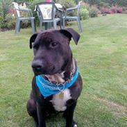 Blanding af racer aimee