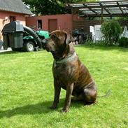 Blanding af racer aimee