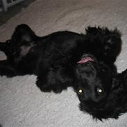 Cocker spaniel Charliiie<'33