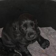 Cocker spaniel Charliiie<'33