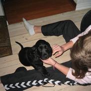 Cocker spaniel Charliiie<'33