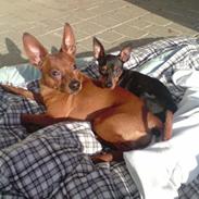 Dvaergpinscher Louie og Rebecca