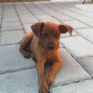 Dvaergpinscher Louie og Rebecca