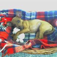 Dvaergpinscher Louie og Rebecca