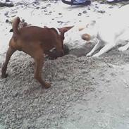 Dvaergpinscher Louie og Rebecca