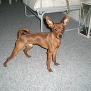 Dvaergpinscher Louie og Rebecca