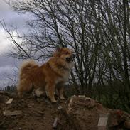 Islandsk fårehund Bonnie