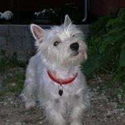 West highland white terrier Sille
