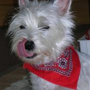 West highland white terrier Sille