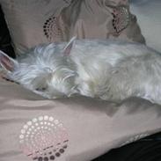 West highland white terrier Sille