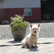 West highland white terrier Sille