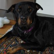 Rottweiler Sharki (død)