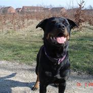 Rottweiler Sharki (død)