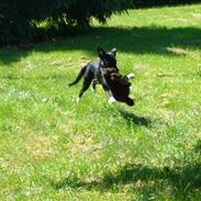 Blanding af racer nancy