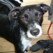 Blanding af racer nancy