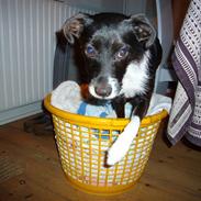 Blanding af racer nancy