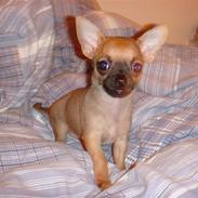 Chihuahua Phoebe