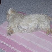 West highland white terrier Sussi 'død';/