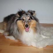 Shetland sheepdog Elvis