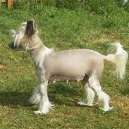 Chinese crested hårløs Neva