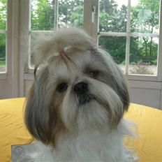 Shih tzu Chini