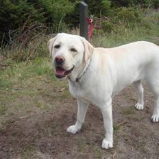 Labrador retriever bella (: