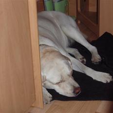 Labrador retriever bella (: