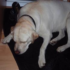 Labrador retriever bella (: