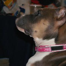 Blanding af racer Joy