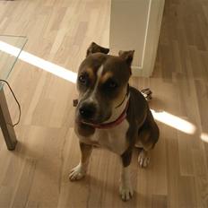 Blanding af racer Joy